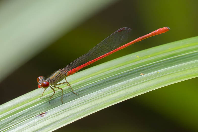 Telebasis digiticollis (Marsh Firetail) male.jpg